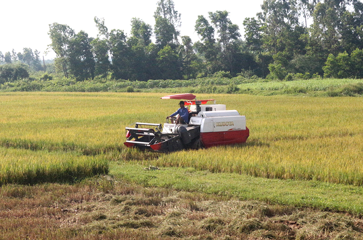 Quảng Ninh: Vượt khó vụ đông-xuân