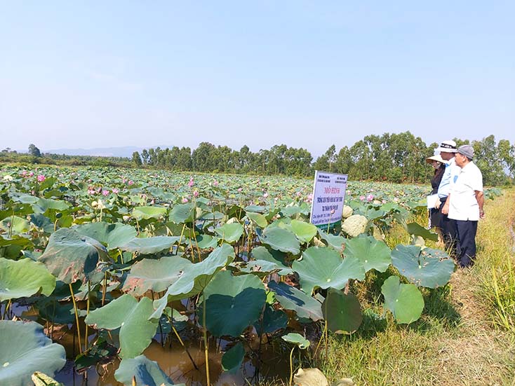 TP. Đồng Hới: Chuyển lúa sang sen, tăng thu nhập, phát triển du lịch