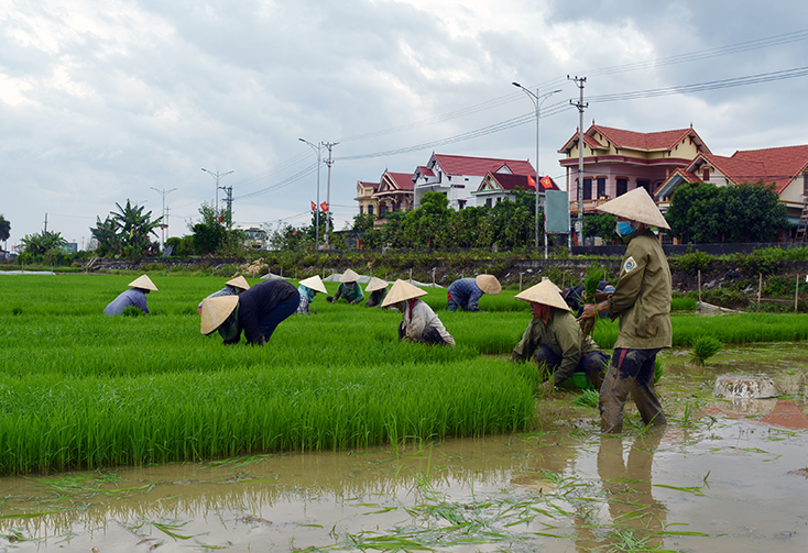 Để đồng ruộng không bị bỏ hoang