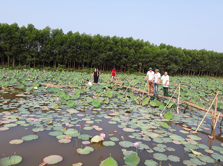 Cho những mùa sen bội thu