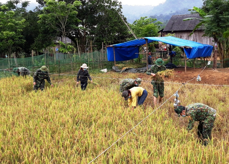 Lúa nước lên ngàn