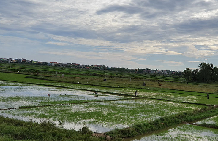 Phấn đấu được mùa vụ hè-thu