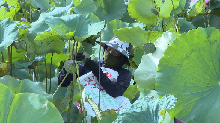Xây dựng thương hiệu sen ngon Quảng Phương