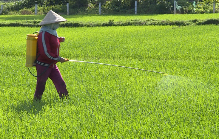 Sâu cuốn lá nhỏ, rầy lưng trắng làm hại 437 ha lúa hè-thu