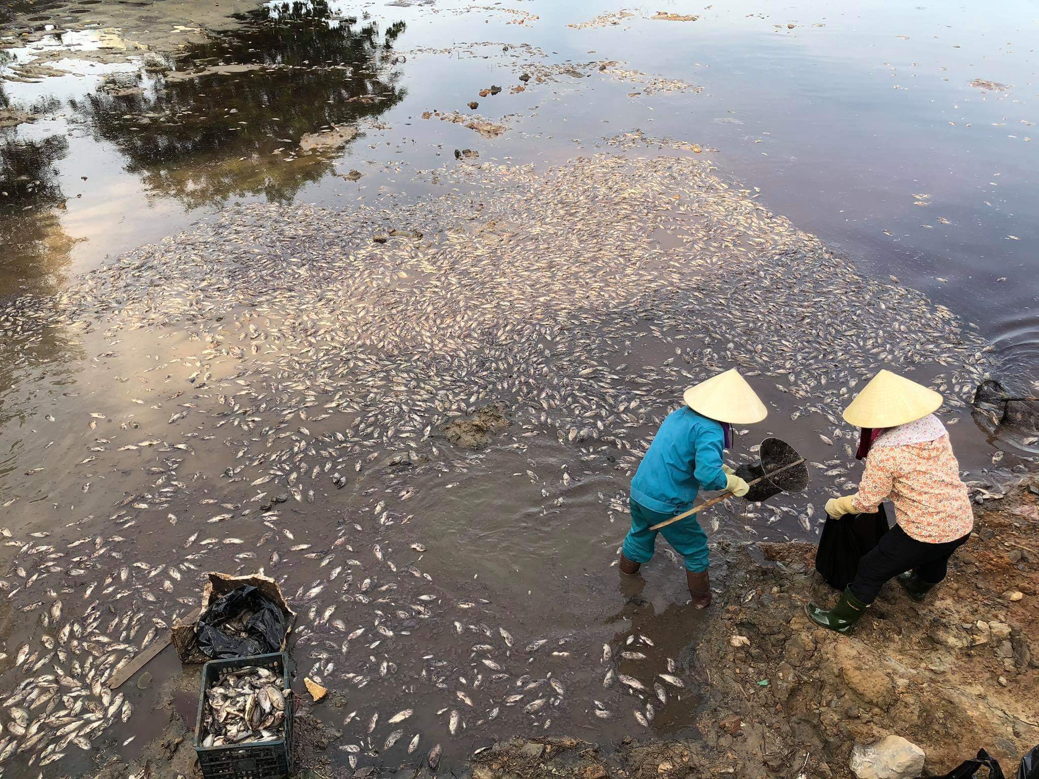 TP. Đồng Hới: Cá chết dày đặc tại hồ Trạm, gây ô nhiễm môi trường