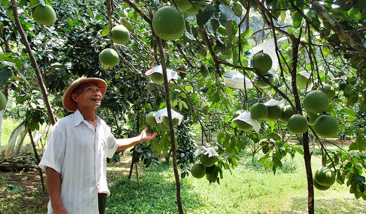 Chuyện ông Minh "bưởi"
