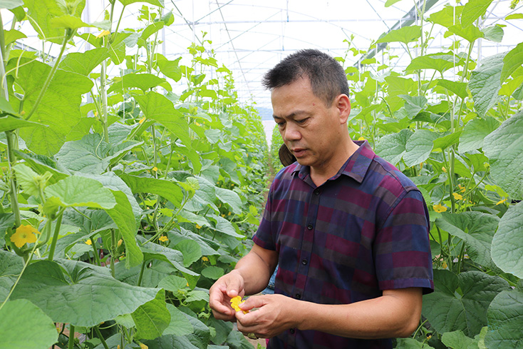 Trồng dưa lưới công nghệ cao trên vùng cát