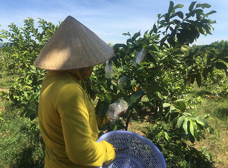 Bố Trạch: Hướng đi mới từ cây ổi