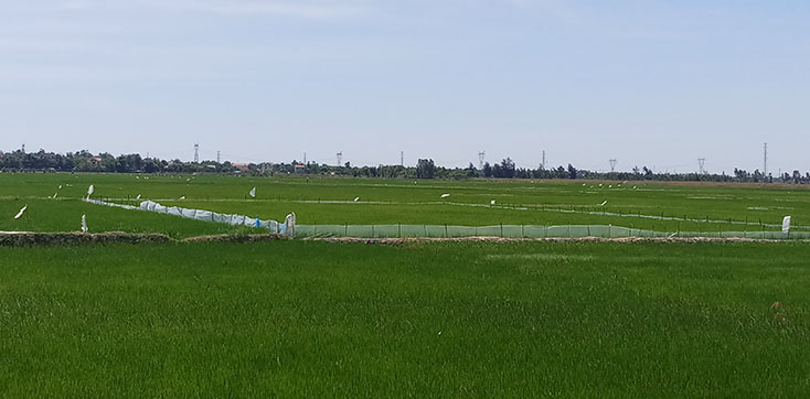 Quảng Trạch: Hơn 120 hecta lúa bị chuột phá hoại