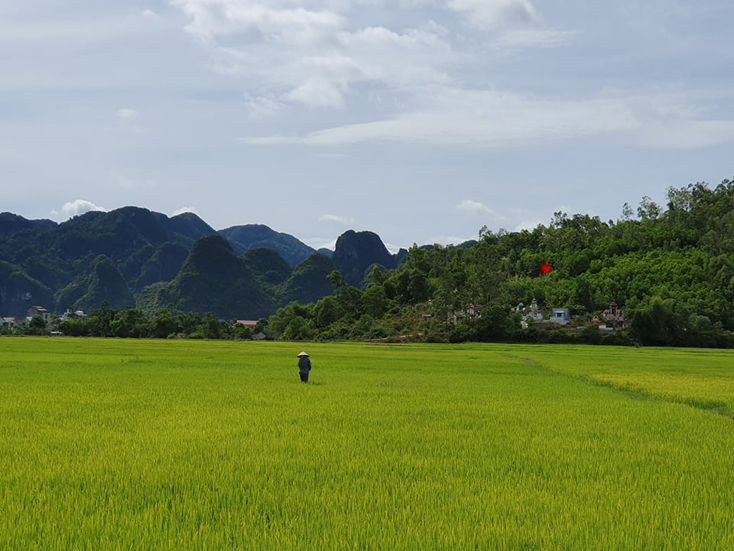 Hàng trăm ha cây trồng vụ hè-thu sâu bệnh hại