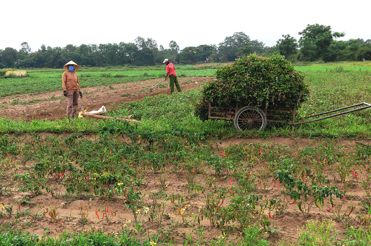 Quảng Ninh: Đa dạng nguồn vốn huy động hỗ trợ nông dân