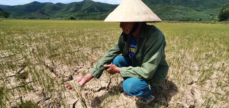 "Mất trắng" vụ lúa hè-thu vì hạn hán