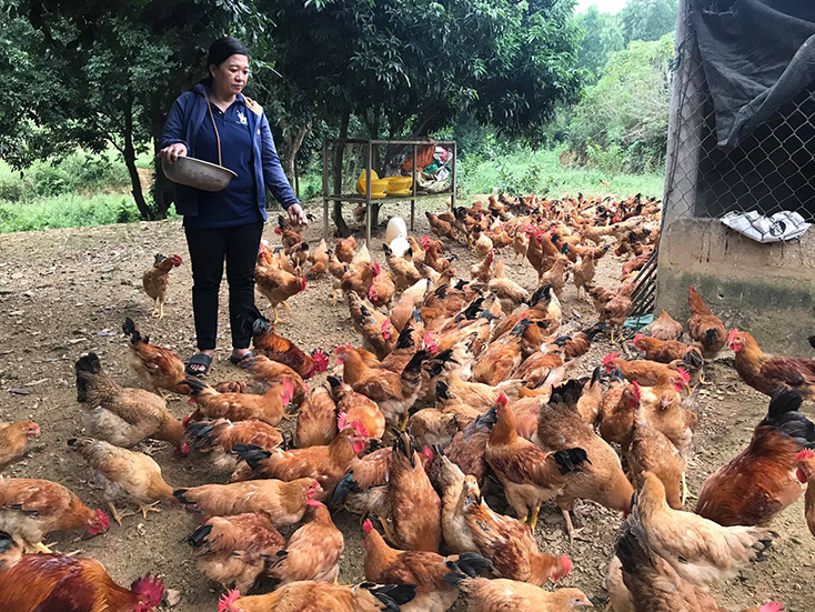 Hiệu quả mô hình nuôi thả gà vườn tại xã Trường Xuân