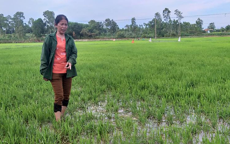 Cần có giải pháp ngăn chặn trâu thả rong phá hoại mùa màng