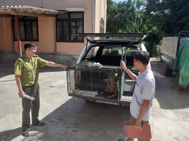 Người dân tự giác giao nộp khỉ vàng quý hiếm