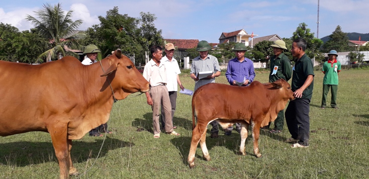 Nuôi bò lai, hướng mới để thoát nghèo