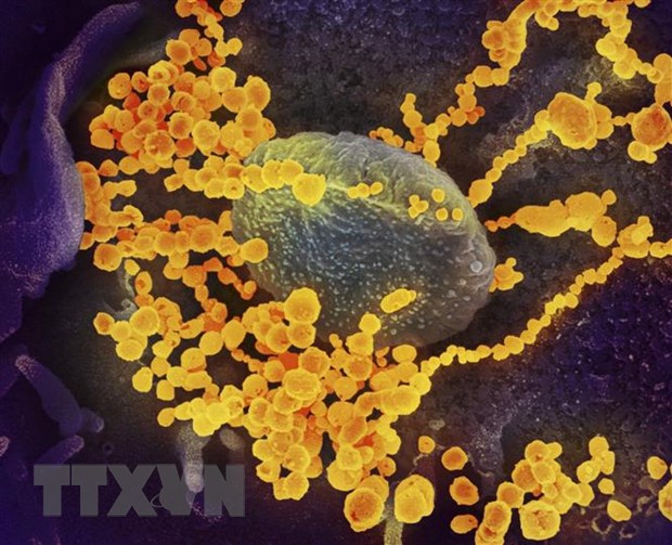 Gene của SARS-CoV-2 làm giảm nguy cơ nhiễm chủng virus corona khác