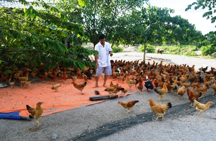 Tiềm năng nuôi gà bằng ấu trùng ruồi lính đen