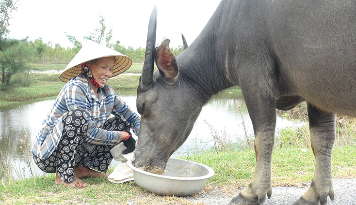 Chuyện nuôi trâu, bò làm giàu ở xã bãi ngang Quảng Phú