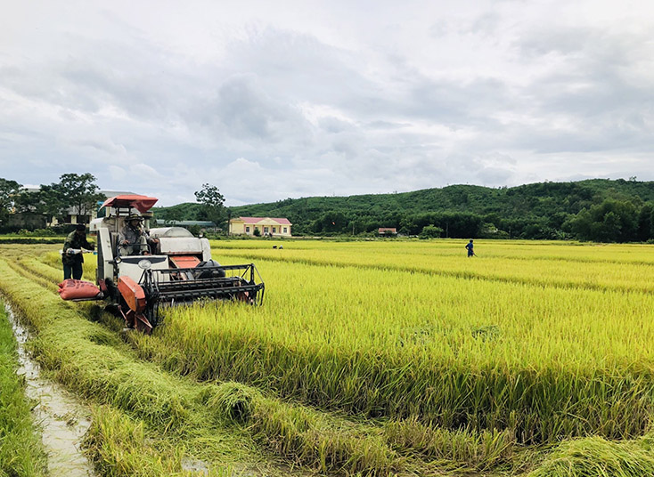 Minh Hóa: Tập trung thu hoạch lúa hè-thu