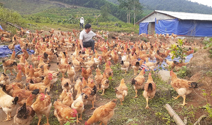 Để "Gà đồi Tuyên Hóa" phát triển thành chuỗi giá trị