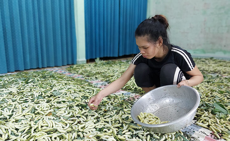 Tuyên Hóa: Thu nhập cao từ nuôi tằm ăn lá sắn