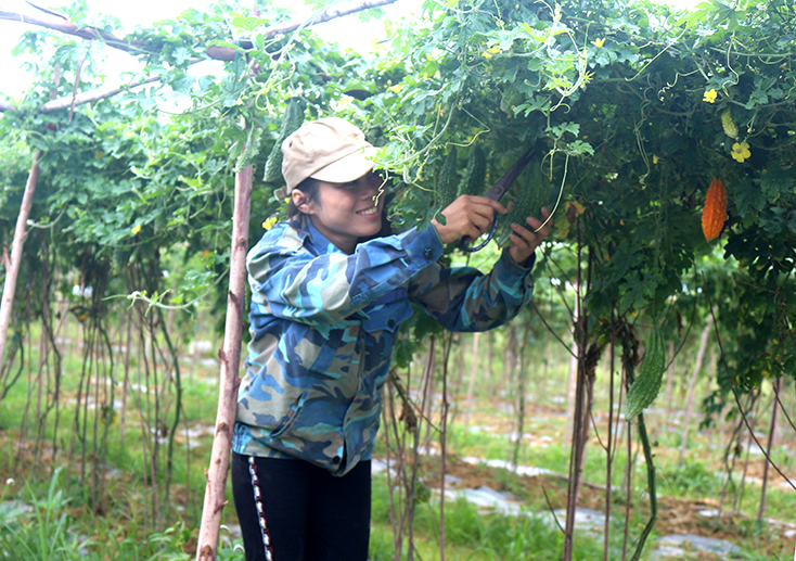 Quảng Ninh: Chuyển dịch cơ cấu kinh tế nông nghiệp theo hướng bền vững