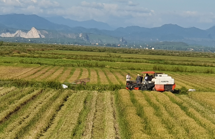Năng suất lúa hè-thu toàn tỉnh dự ước đạt 50,2ta/ha