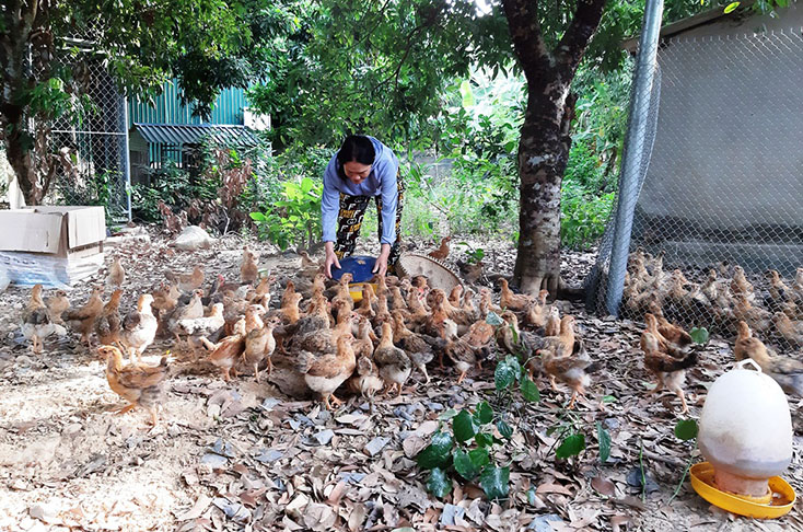 Phát huy hiệu quả mô hình "Con giống tại chỗ"
