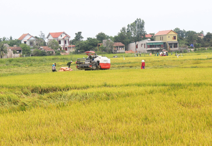 Quảng Ninh: Năng suất lúa hè-thu đạt 50,1 tạ/ha