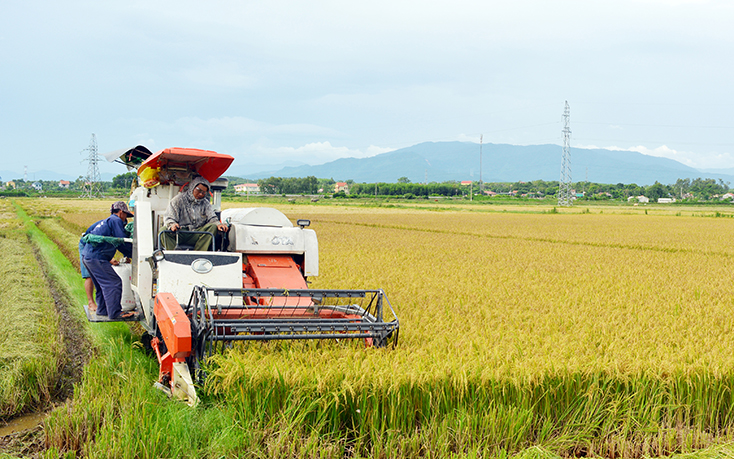 Bố Trạch: Thay đổi tích cực trong sản xuất vụ hè-thu