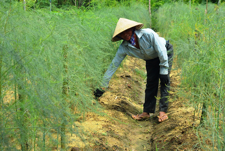 Hướng đi mới trong phát triển kinh tế vùng gò đồi Vạn Ninh
