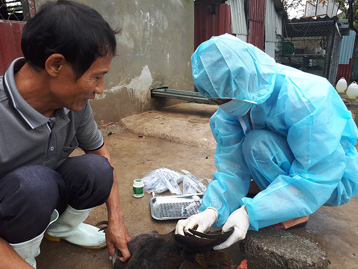 Đẩy mạnh phát triển chăn nuôi, phòng chống dịch bệnh