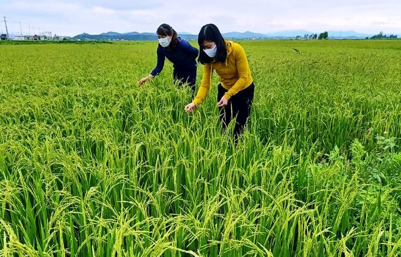 Triển vọng giống lúa nước hai trên vùng đất nhiễm mặn
