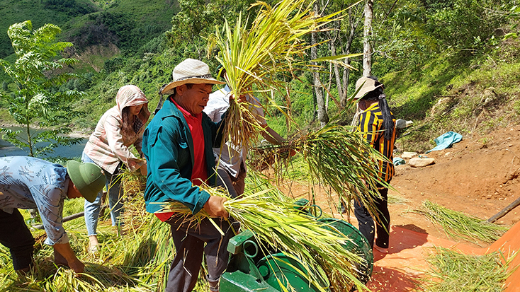 Người Mày trồng thành công lúa nước trên ruộng bậc thang