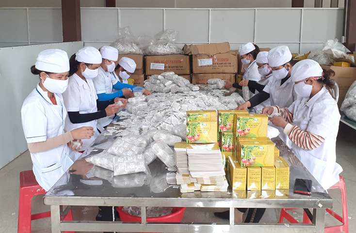 Chuỗi liên kết trong sản xuất nông sản ở Bố Trạch: Hướng đi tất yếu