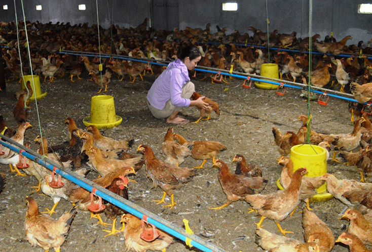 Phát triển nông nghiệp công nghệ cao ở huyện Tuyên Hóa: Còn lắm khó khăn!
