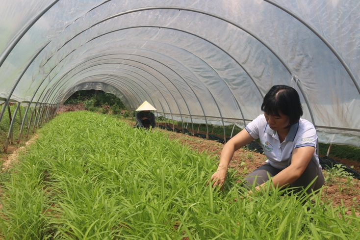 Người ấp ủ "giấc mơ" nông nghiệp hữu cơ…