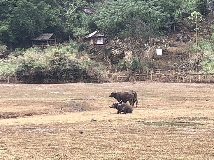 Tân Hóa cứu đàn trâu, bò sau lũ