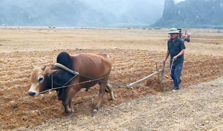 Bố Trạch: Loại bỏ một số giống lúa bị nhiễm bệnh trong sản xuất vụ đông-xuân 2020-2021