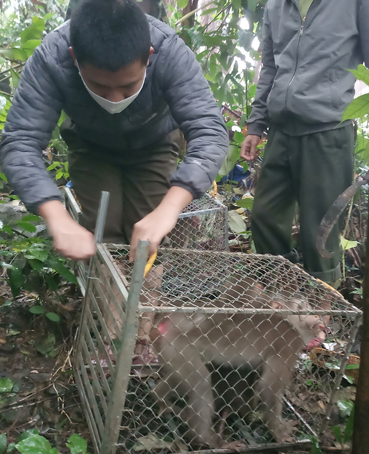 Thả 28 cá thể động vật hoang dã về môi trường tự nhiên