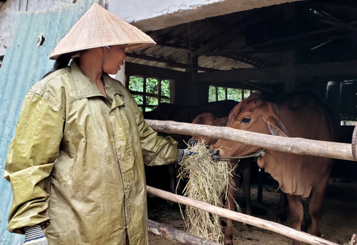 Nâng cao chất lượng đàn bò địa phương