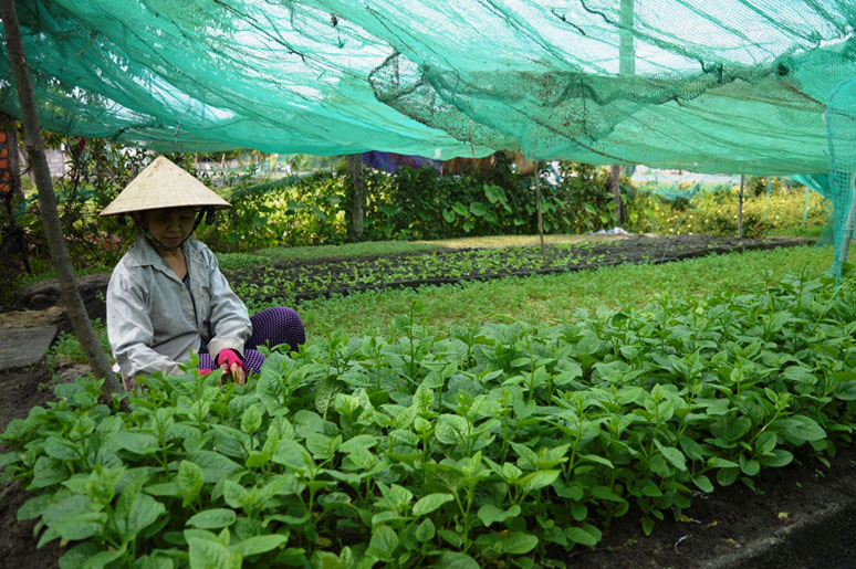 Trồng rau thủy canh phục vụ đào tạo nghề và chuyển giao KH-CN cho đoàn viên thanh niên