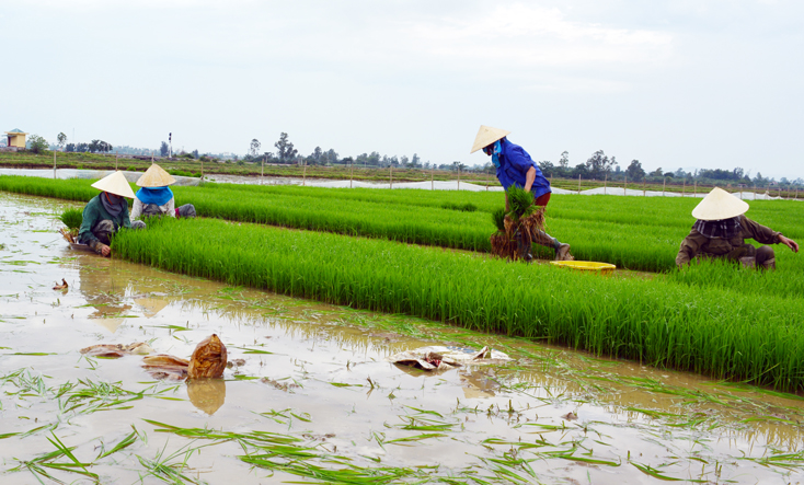 Bố Trạch: Bù giá giống cây trồng, khôi phục sản xuất