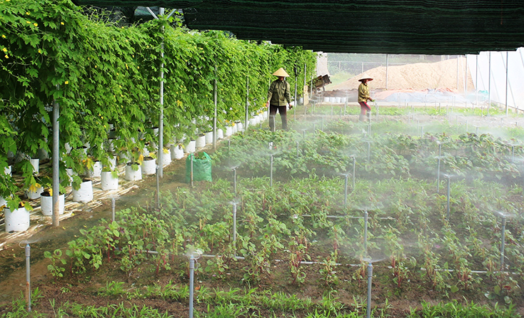 Tăng cường các giải pháp tưới tiết kiệm nước trên cây trồng