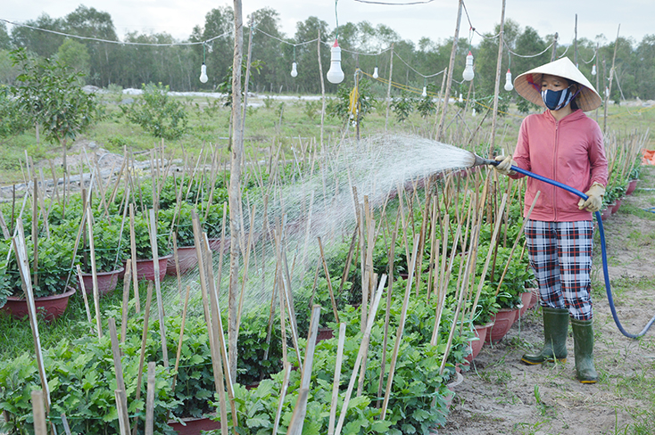 Quảng Trạch: Khôi phục nhanh các mô hình sản xuất VietGAP