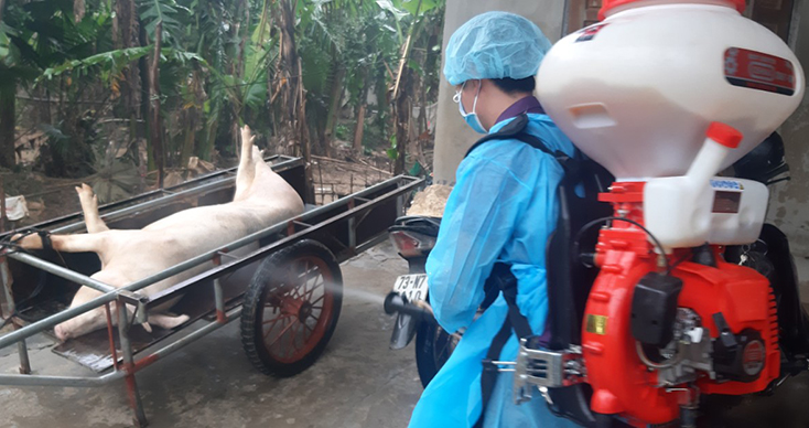 Tích cực khoanh vùng, không để bệnh dịch tả lợn châu Phi lây lan