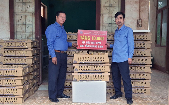 Hỗ trợ 10.000 con vịt giống cho người dân vùng lũ