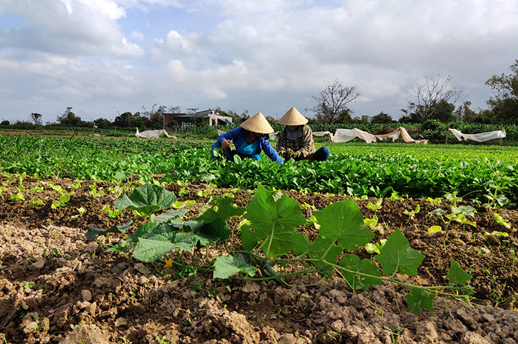 Linh hoạt, chủ động trong sản xuất vụ đông-xuân