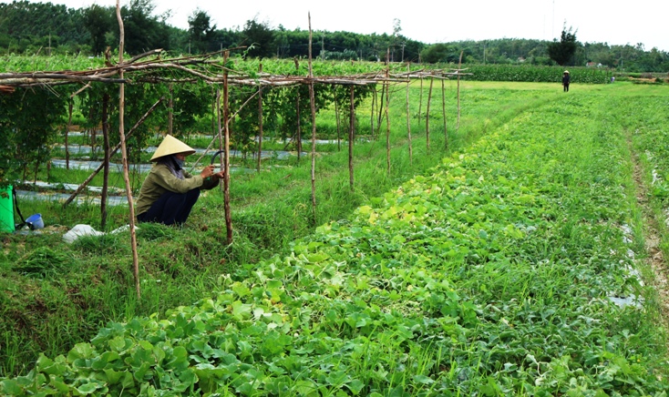 Linh hoạt chuyển đổi đất lúa kém hiệu quả